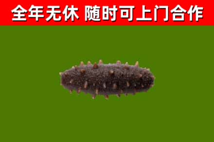 奎屯市回收海参干